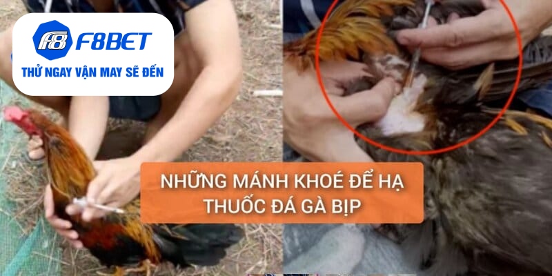 Những mánh khóe sư kê có thể sử dụng thuốc đá gà bịp